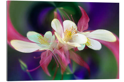 Gallery print Columbine Flower II