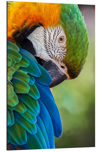 Aluminium print Blue and gold macaw