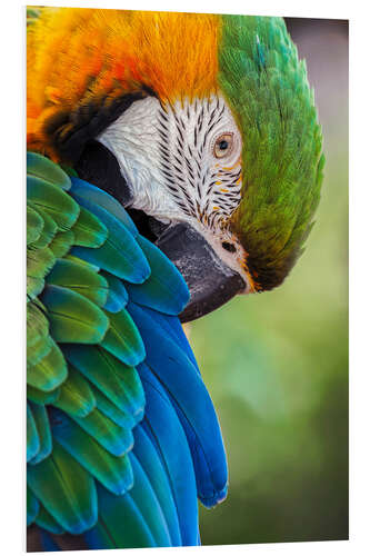 Foam board print Blue and gold macaw