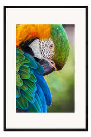 Gerahmter Kunstdruck Blau und Gold Ara