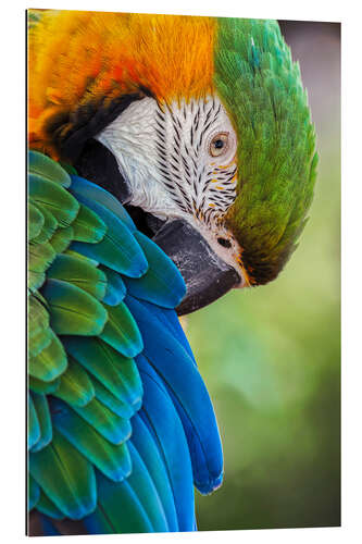 Gallery print Blue and gold macaw