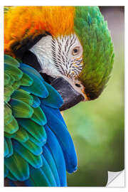 Selvklebende plakat Blue and gold macaw