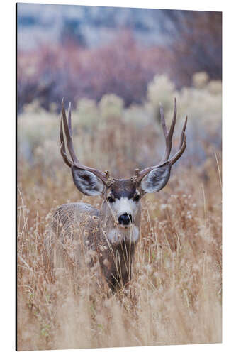 Aluminium print Mule deer buck