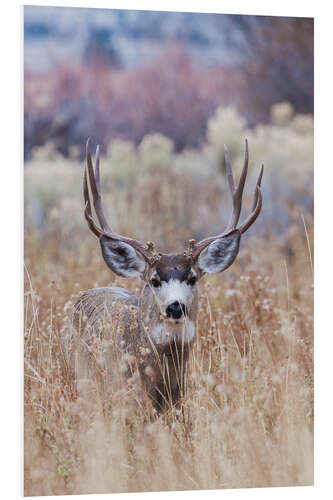 PVC print Mule deer buck