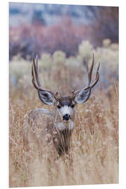 Foam board print Mule deer buck