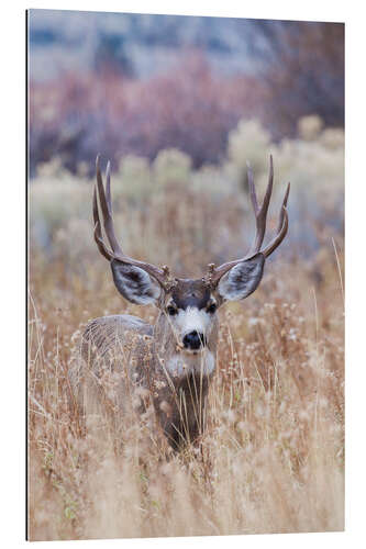 Cuadro de plexi-alu Mule deer buck