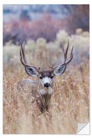 Naklejka na ścianę Mule deer buck