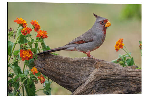 Tableau en aluminium Pyrrhuloxia