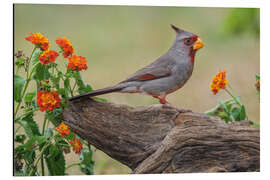 Tableau en aluminium Pyrrhuloxia