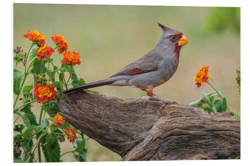 Foam board print Pyrrhuloxia