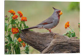 Gallery print Pyrrhuloxia