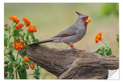 Muursticker Pyrrhuloxia