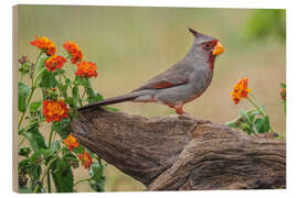 Quadro de madeira Pyrrhuloxia