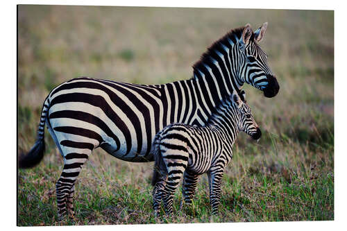 Tableau en aluminium A young foal and its mother