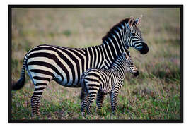 Gerahmter Kunstdruck Ein junges Fohlen und seine Mutter