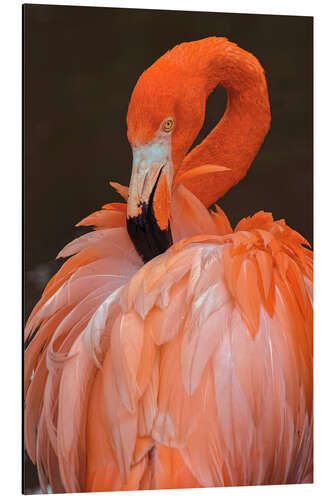 Obraz na aluminium American flamingo preening feathers