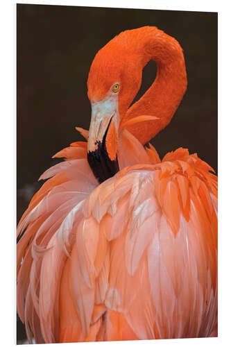 Stampa su PVC American flamingo preening feathers