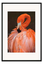 Gerahmter Kunstdruck Amerikanischer Flamingo putzt sich die Federn