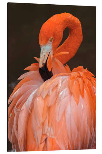 Gallery print American flamingo preening feathers