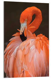 Gallery print American flamingo preening feathers