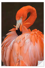 Självhäftande poster American flamingo preening feathers