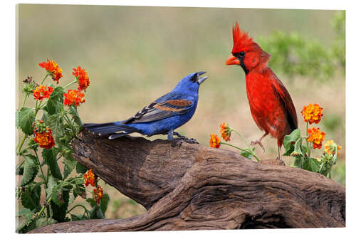 Stampa su vetro acrilico Blue Grosbeak and Northern Cardinal fighting