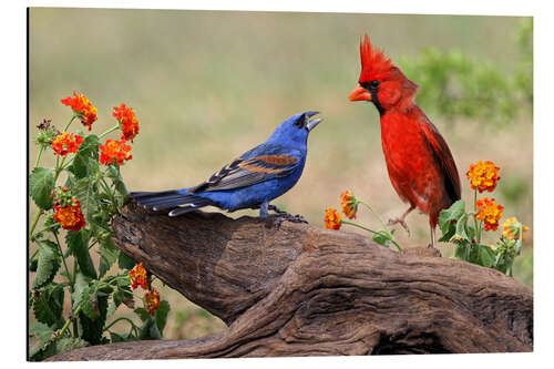 Stampa su alluminio Blue Grosbeak and Northern Cardinal fighting