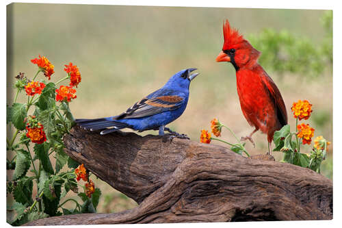 Tableau sur toile Blue Grosbeak and Northern Cardinal fighting