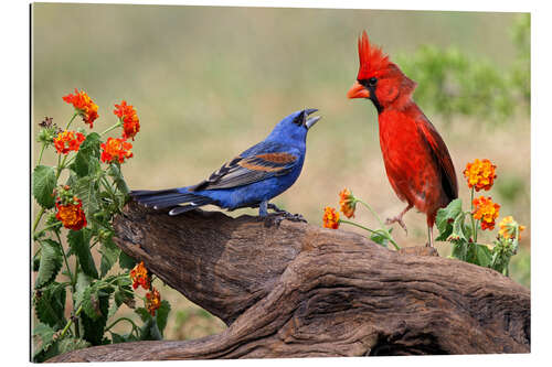 Cuadro de plexi-alu Blue Grosbeak and Northern Cardinal fighting