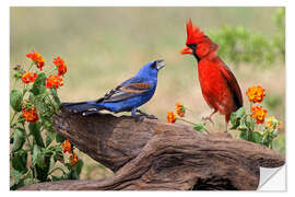 Vinilo para la pared Blue Grosbeak and Northern Cardinal fighting