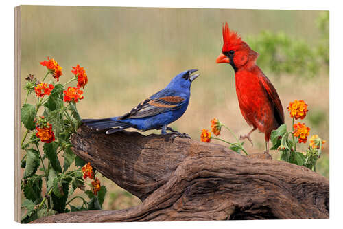 Wood print Blue Grosbeak and Northern Cardinal fighting