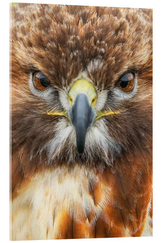 Acrylic print Red-Tailed Hawk