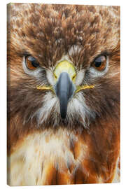 Canvas print Red-Tailed Hawk