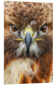 Foam board print Red-Tailed Hawk