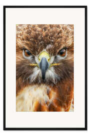 Gerahmter Kunstdruck Rotschwanzbussard