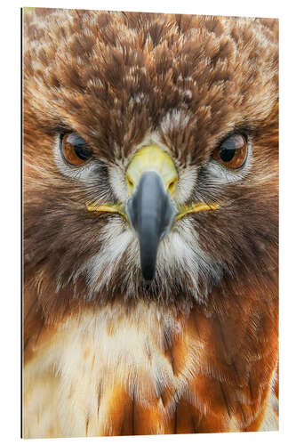 Quadro em plexi-alumínio Red-Tailed Hawk