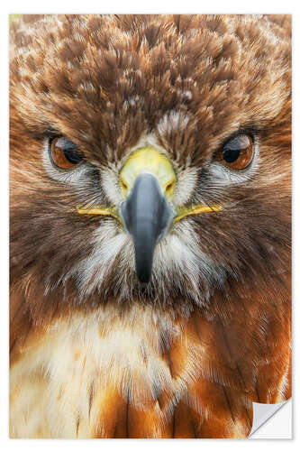 Wall sticker Red-Tailed Hawk