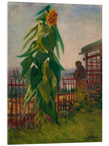 Cuadro de metacrilato Allotment with Sunflower, 1887