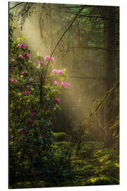 Tableau en aluminium Sunrays and rhododendrons