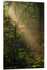 Foam board print Sunrays and rhododendrons