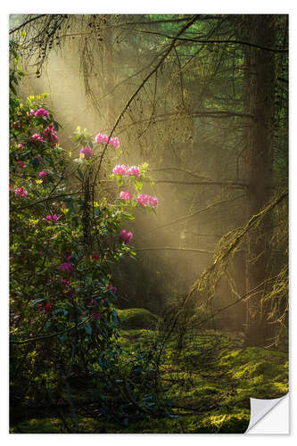 Sticker mural Sunrays and rhododendrons