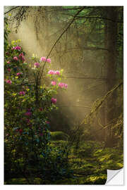 Naklejka na ścianę Sunrays and rhododendrons