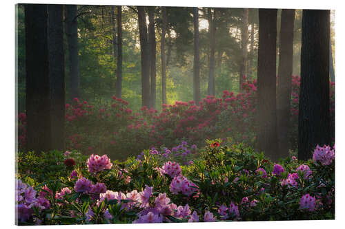 Acrylic print Rhododendron at sunrise