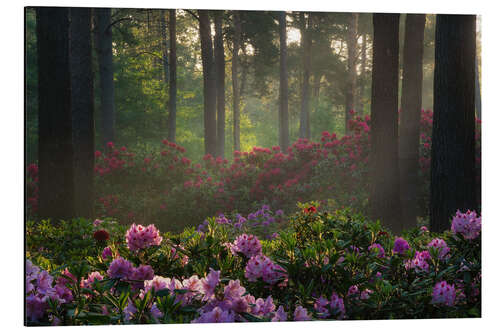 Quadro em alumínio Rhododendron at sunrise