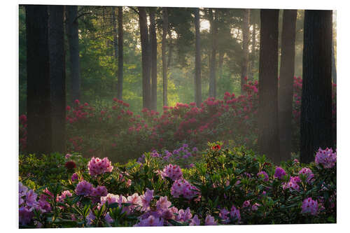 Print på skumplade Rhododendron at sunrise