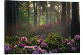 Gallery Print Rhododendron bei Sonnenaufgang