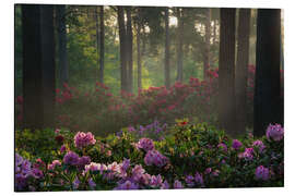 Magnettafel Rhododendron bei Sonnenaufgang