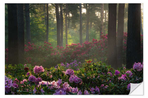 Naklejka na ścianę Rhododendron at sunrise