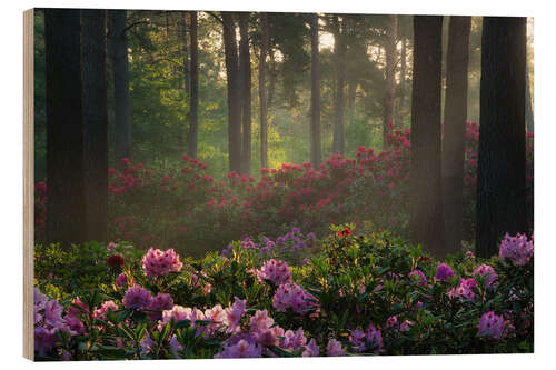 Wood print Rhododendron at sunrise