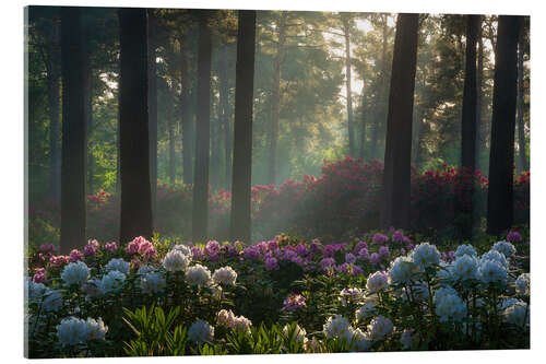 Akryylilasitaulu Soft light at the rhododendrons